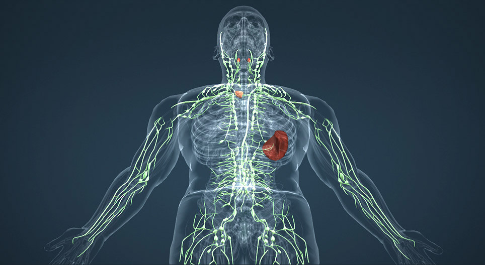 Lymphatic system