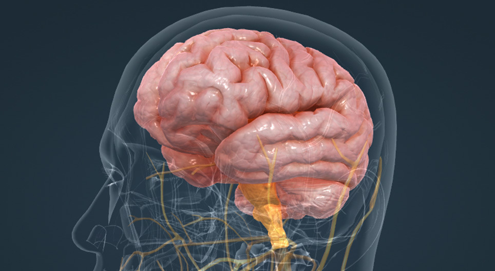 The human brain