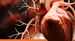 The heart