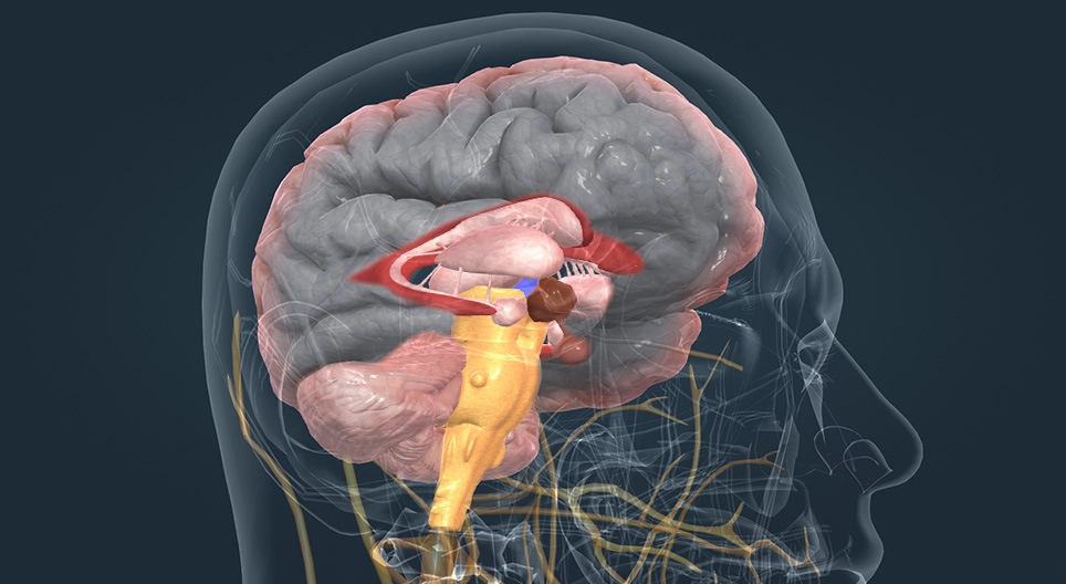 Endocrine system I