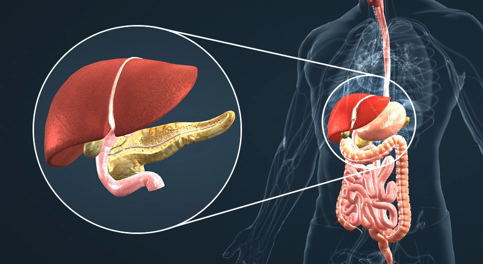 Endocrine system IV