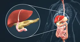 Endocrine system IV