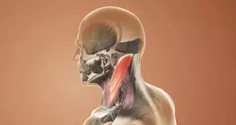 Functional anatomy, trunk and neck muscles