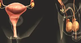 The reproductive system