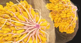 Self-examination of the breasts and testicles