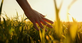 Sensory functions