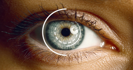 The visual system